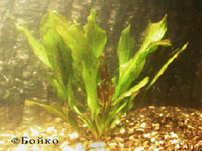 Echinodorus Green Flame