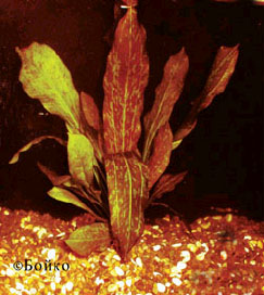 Echinodorus Red Flame