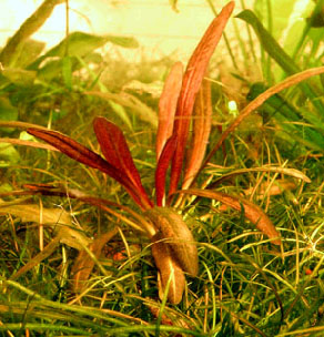 Echinodorus Rubin narrow leaves