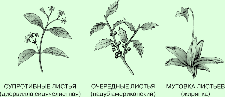 Типы листорасположения