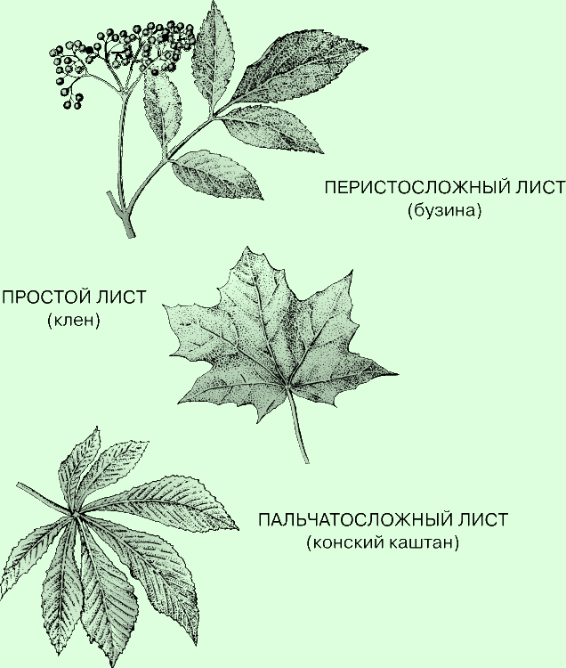 Простые и сложные листья