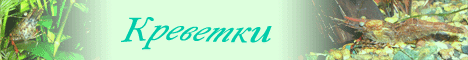 Креветок Вы можете купить в нашем магазине