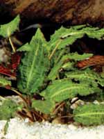 cryptocoryne affinis
