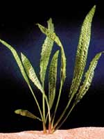 cryptocoryne aponogetifolia