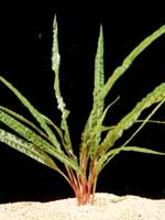cryptocoryne balansae