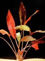 cryptocoryne blassii