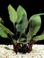 cryptocoryne ciliata