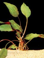 cryptocoryne cordata