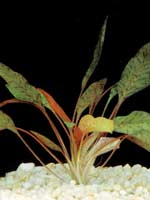 cryptocoryne griffithii