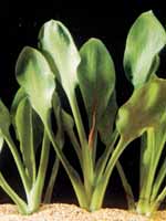cryptocoryne lingua