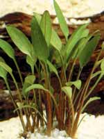 cryptocoryne lucens