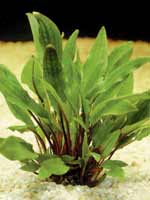 cryptocoryne lutea