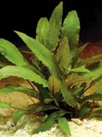 cryptocoryne petchii