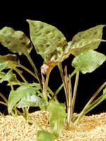 cryptocoryne pontederiifolia