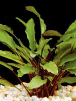 cryptocoryne wendtii