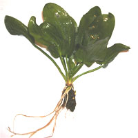 E.variabilis, фото Дмитрия Кузьмина