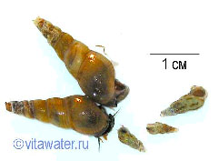 Мелании