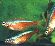 Неон красный (Paracheirodon axelrodi)