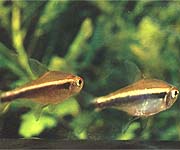 Неон черный (Hyphessobrycon herbertaxelrodi)