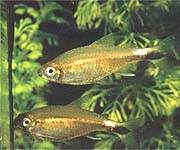 Неон зеленый (Hemmigrammus hyanuary)