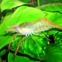 Креветка Leander modestus, фото Дмитрия Кузьмина