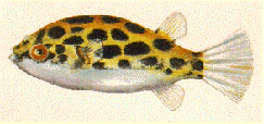 Тетраодон леопардовый (Tetraodon schoutedeni Pellegrin)