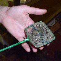 Ну вот, опять папочка собрался нас кому-то показывать. - Тетраодон, фото Александра Емельянова